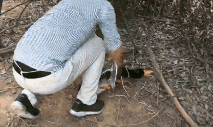 原始种植番石榴任摘任吃还有龙眼甘蔗挖花生捉鸡鹅趣味田园乐走起