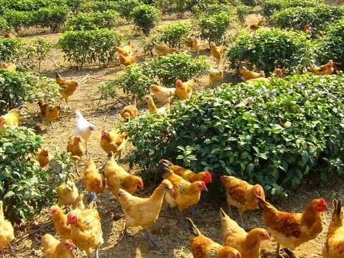 武汉90后博士包600亩果园养鸡 每天陪鸡散步