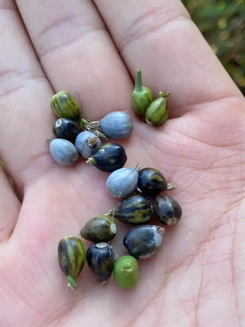 小时候串项链,你们用它来做什么?薏苡(又称草珠子) 自从了解 - 抖音