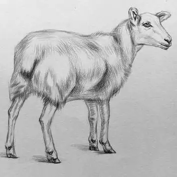 素描动物小羊绘画步骤
