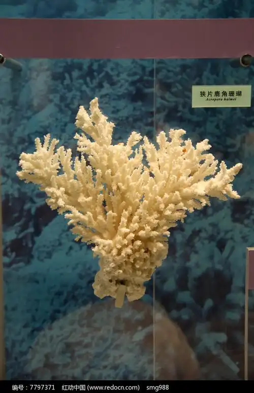海洋生物狭片鹿角珊瑚
