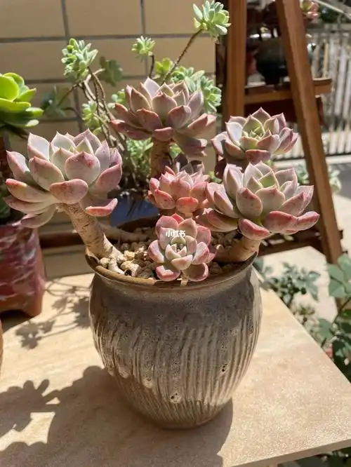 红粉佳人木质大老桩整88块,广东玩家纯露养多年,非常皮实,状态非常好