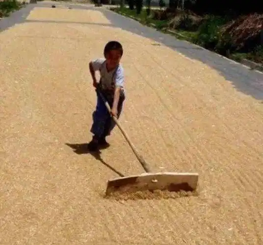 满满的儿时回忆:八九十年代农村过麦收!