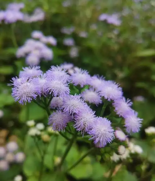臭草花生活处处充满着美好