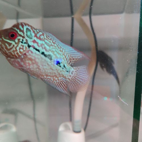 退沙基因,观赏鱼,火凤罗汉鱼苗起水头宠物鱼粗拉线双爆头约8-10cm