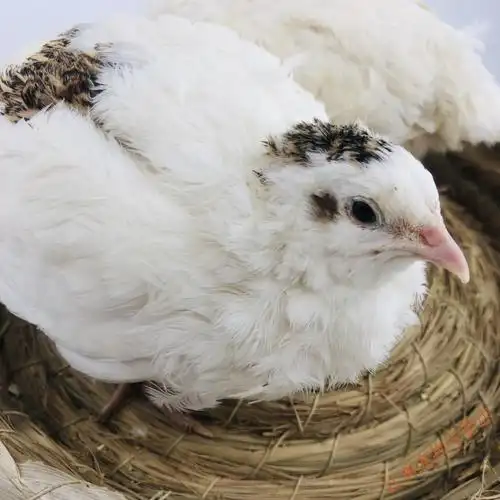 【京东推荐】白沙维鹌鹑种蛋肉鹌鹑受精蛋可孵化鹌鹑蛋活苗小鸟活体