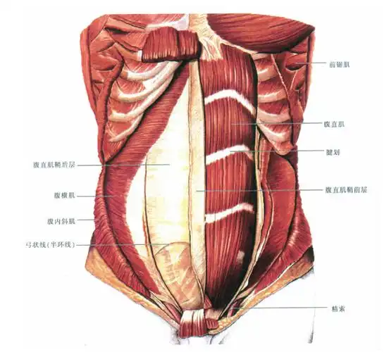 (图) 腹直肌-人体解剖组织学-医学