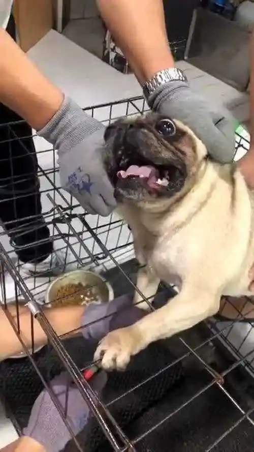 给法斗犬剪个指甲这眼珠子快掉出来了真是太搞笑了