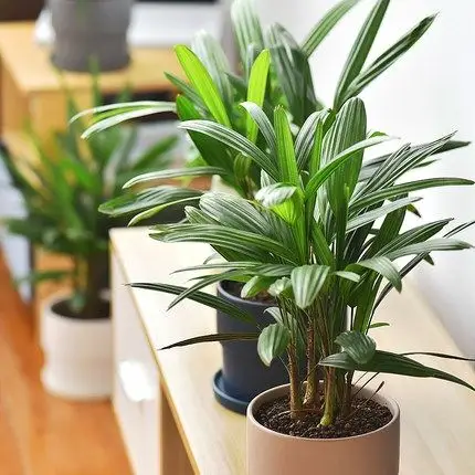 镜绿招财竹棕竹盆栽植物室内净化空气四季常青吸收有害气体耐寒