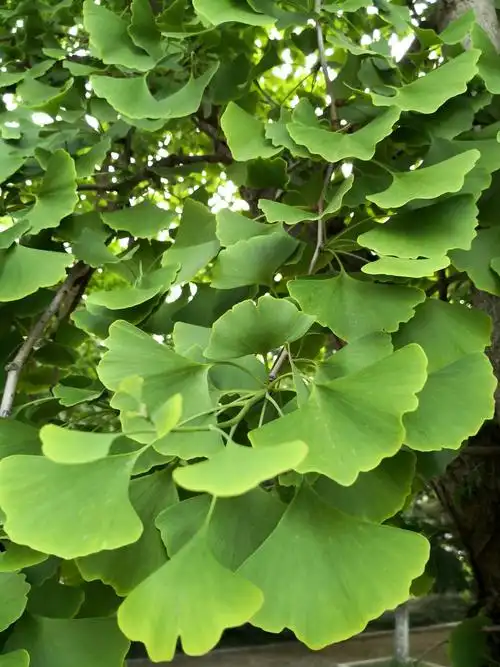美丽的花草(一) 认识叶子