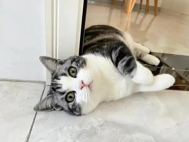 猫咪是我们生活中的可爱伙伴,偶尔会躺在地上,不停地打滚,翻滚,还会