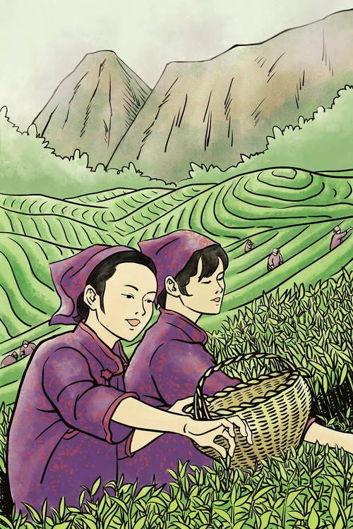 采茶|插画|创作习作|波儿321 - 原创作品 - 站酷 (zcool)