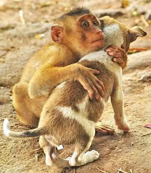 看一看这些小动物们,相处的多和谐