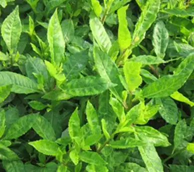 五味草的功效与作用及禁忌