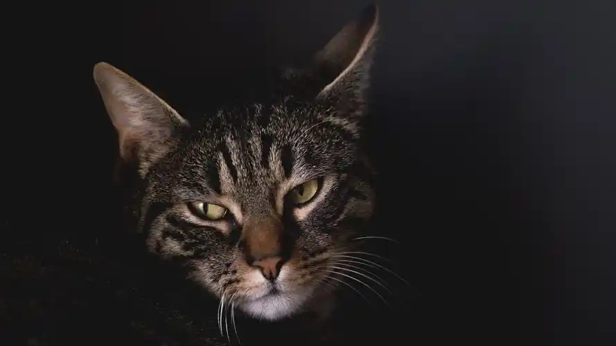 2020-06-16壁纸标签:猫4k壁纸封面图猫壁纸【1291】壁纸于2020-06-16