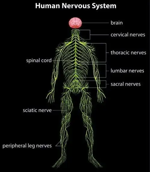 生物医学图片_全景网