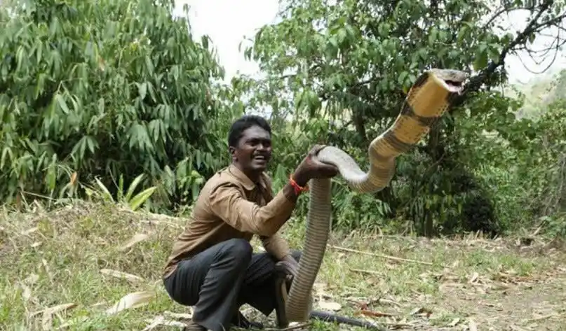 世界上最危险的蛇类之一山万蛇,又被称之为"蛇类煞星"