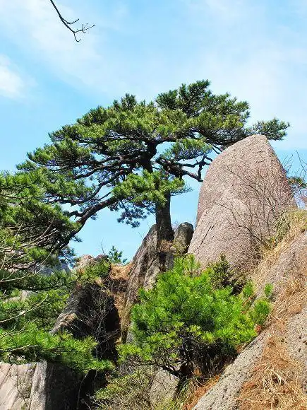 黄山不老松之二