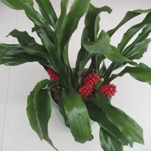 观茎类花卉有哪些『观茎植物图片及名称』