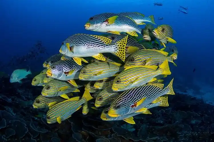 摄影师潜入深海拍摄鱼群高清图