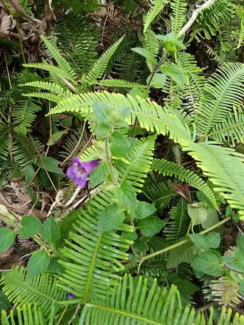 在山上发现一颗草,觉得它应该是草药,但不认识.有没有人知道的?谢谢