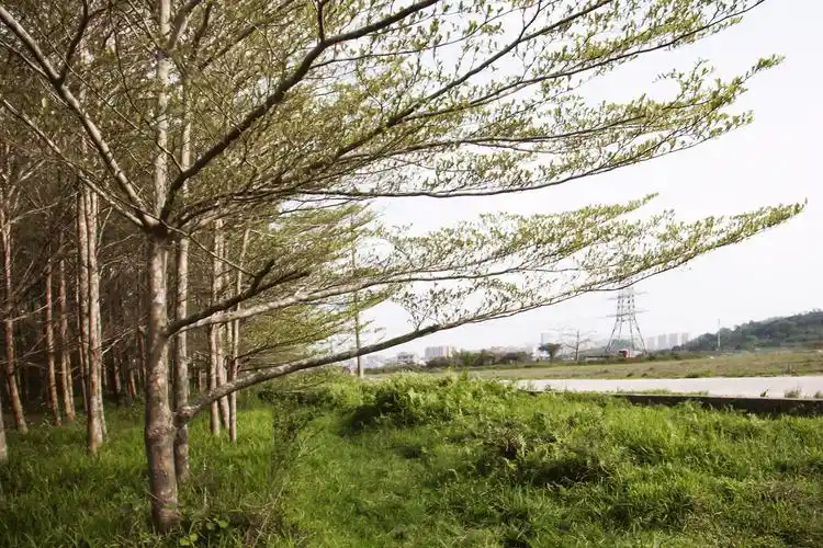 春来树桠长日光照倒影深