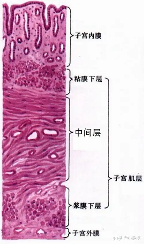 试管婴儿胚胎移植,适合着床的土壤厚度是多少?