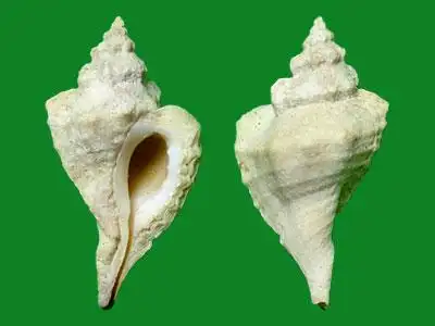 标本编号:226174拉丁名:eupleura muriciformis(broderip, 1833)科名