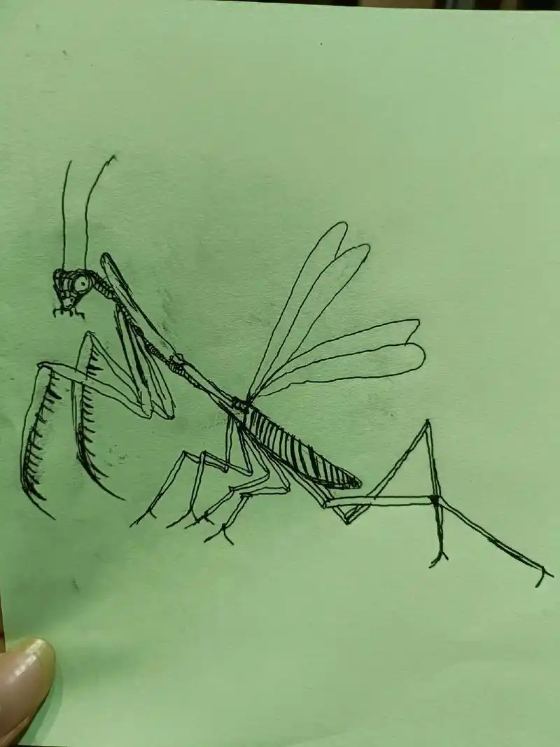画螳螂画上瘾了家里到处都可看见螳螂
