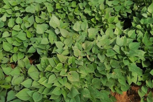 08/株 商薯19红薯苗 红薯苗