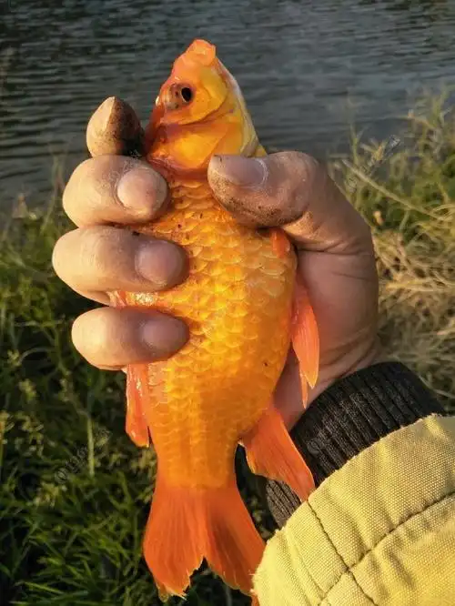 竟然钓到这样大的红鲫鱼