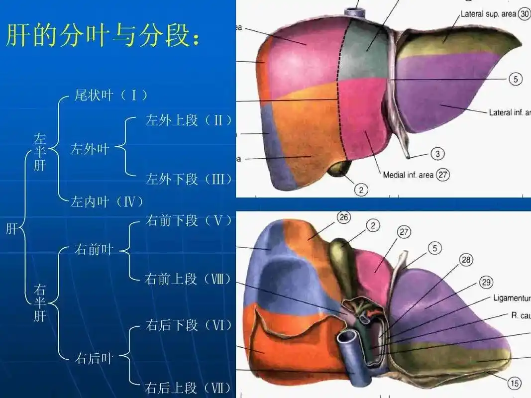 很多小伙伴们私信我,问我肝脏分段和肝脏血管分布,分享给大家, - 抖音