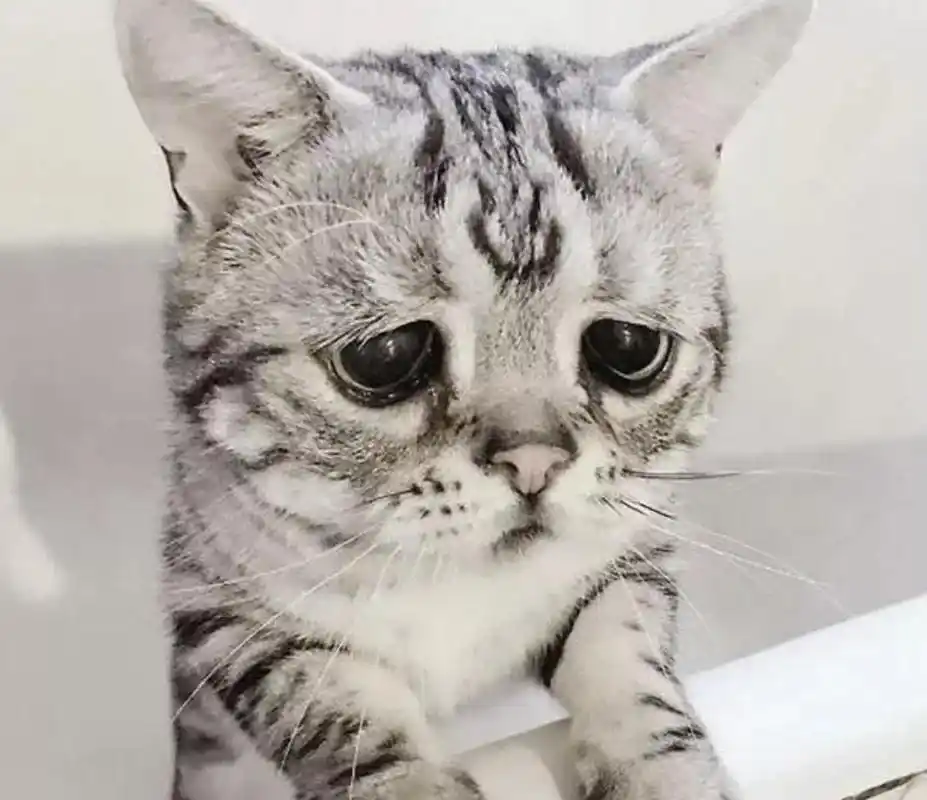 猫咪长了一副委屈脸,被称为"全世界最悲伤小猫",但还是可爱