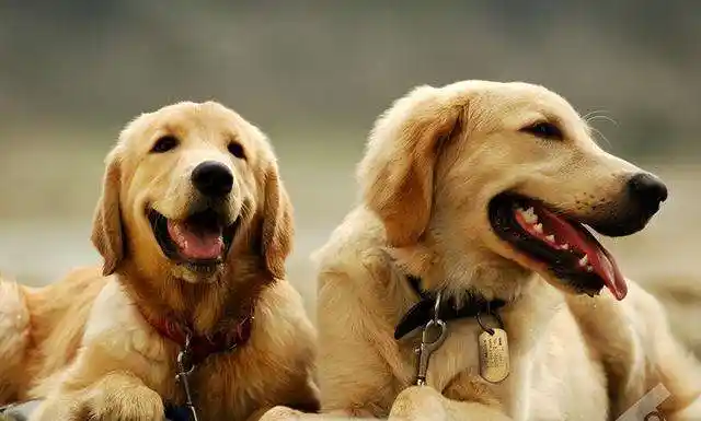 科普金毛"冷知识",让你打开新的"狗界大门"