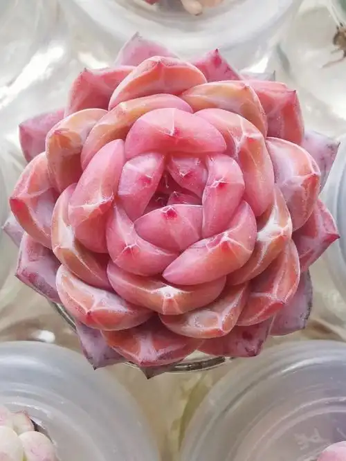 水培多肉橙梦露yyds