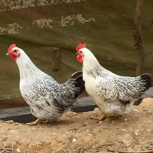 芦花鸡苗 热卖白 孵化场直供 包打疫苗 运输包损耗 提供技术指