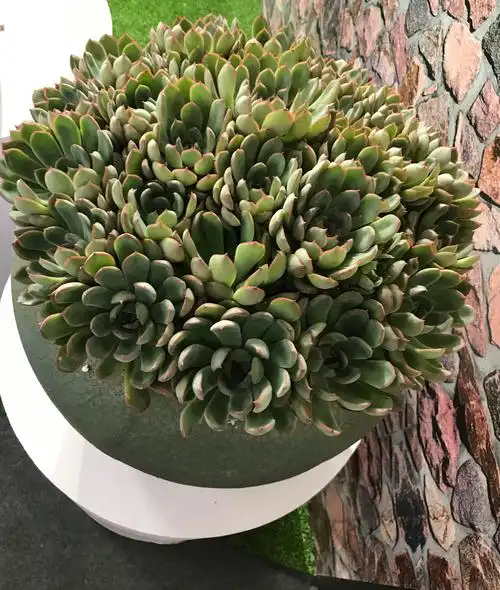 多肉植物里的巨无霸