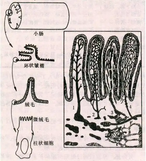 绒毛外周有一层具有高度吸收能力的上皮细胞,其月空面排列有数量很多