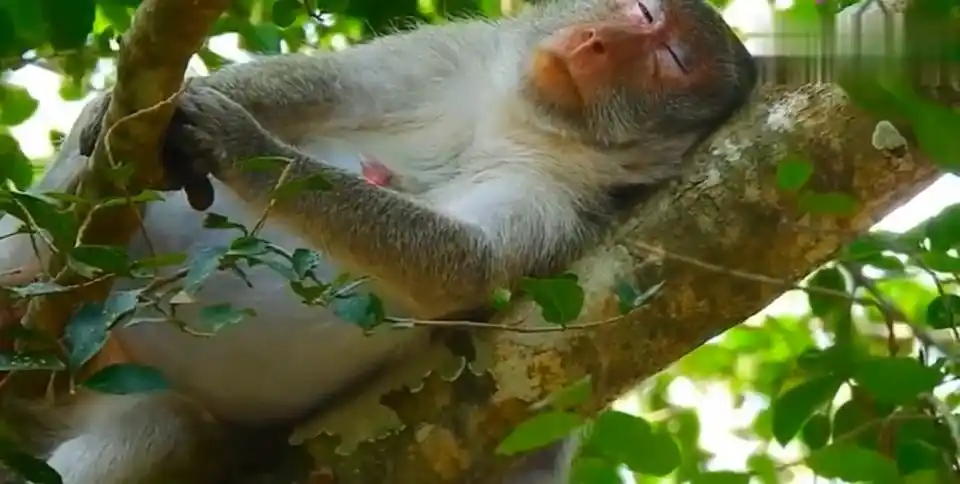 怀孕的母猴躺在树杈上午睡