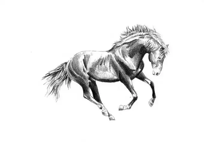 马的素描画法 马的素描画法大全大图简单