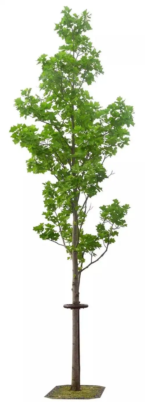 植树节种江直树,你喜欢的人会栽到你手里._男朋友