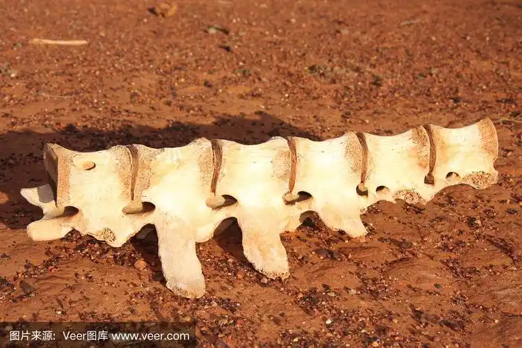 脊柱,动物骨,母牛,水平画幅,动物脊椎骨