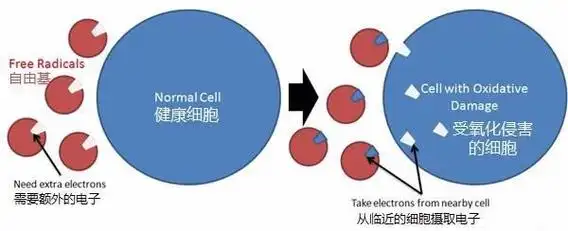 百病之源衰老元凶自由基