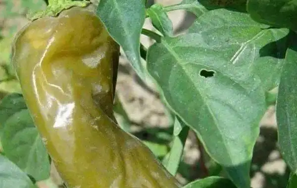 辣椒晚疫病用什么药防治最好,辣椒晚疫病如何防治 - 农业种植网
