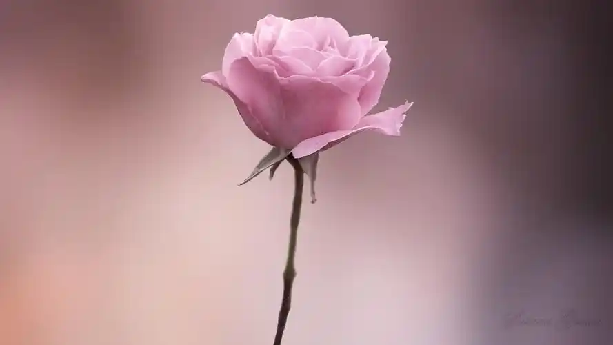 小清新唯美意境高清桌面壁纸第八辑