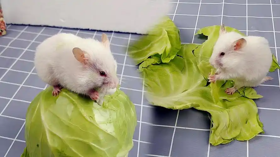 仓鼠日常视频盘点