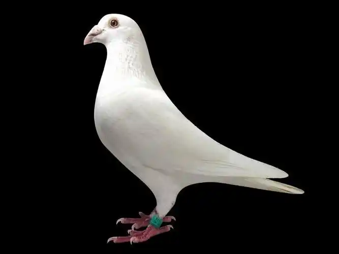 白色精彩配对己售重庆涪陵