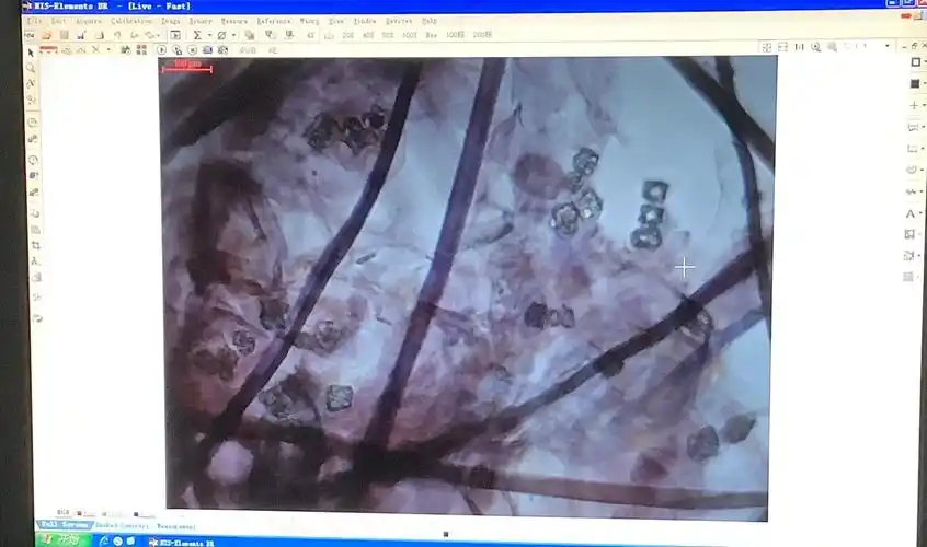 显微镜下的纸张纤维