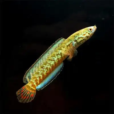 雷龙鱼七彩雷龙黄金眼镜雷龙阿萨姆雷龙淡水鱼热带活体