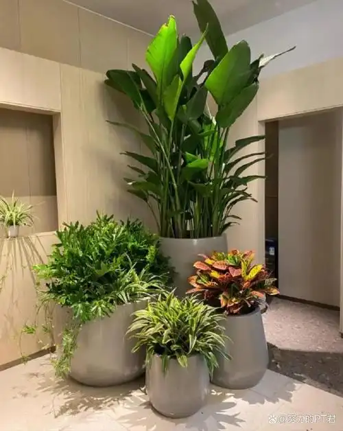 在广州,绿植花卉还在买吗?